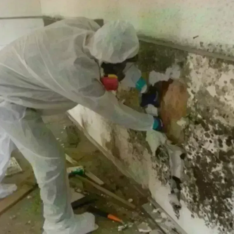 Mold Remediation and Removal in Shenandoah, TX